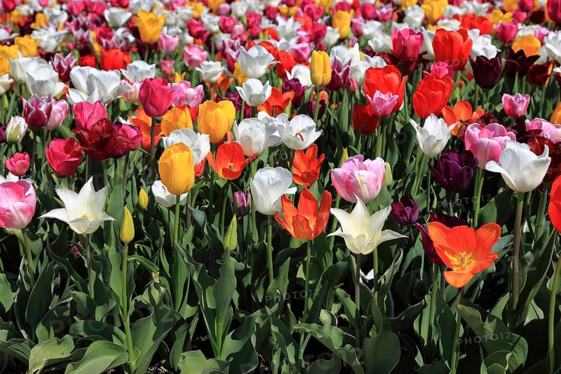 Many colourful tulips in one area