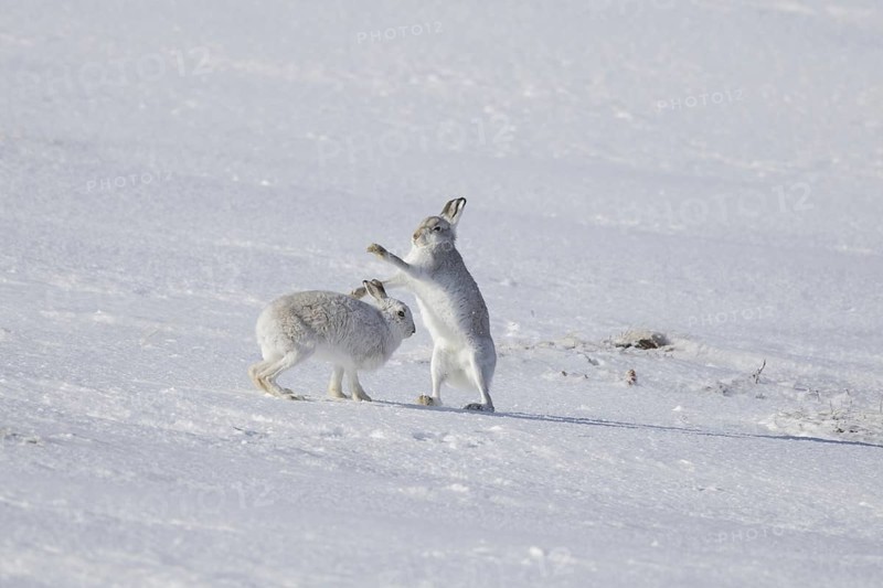Fighting mountain hare (Lepus timidus), Alpine hares, snow hare female in white winter pelage fending off male in the snow
