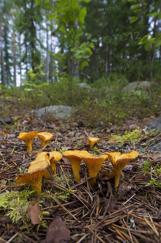 Chanterelle (Cantharellus cibarius), girolle edible mushrooms on the forest floor in autumn woodland