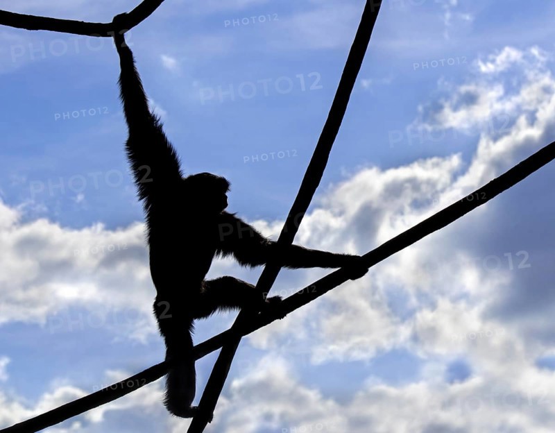 Siamang (Symphalangus syndactylus) silhouetted against cloudy sky, arboreal gibbon monkey native to the forests of Indonesia, Malaysia and Thailand