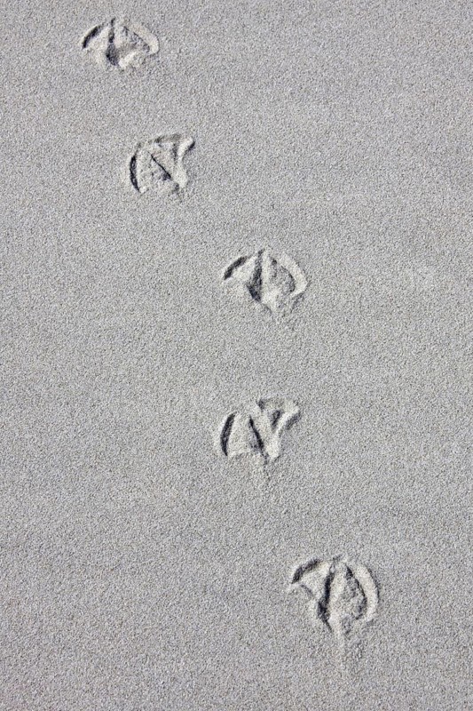 Footprints of gull in sea sand on the beach