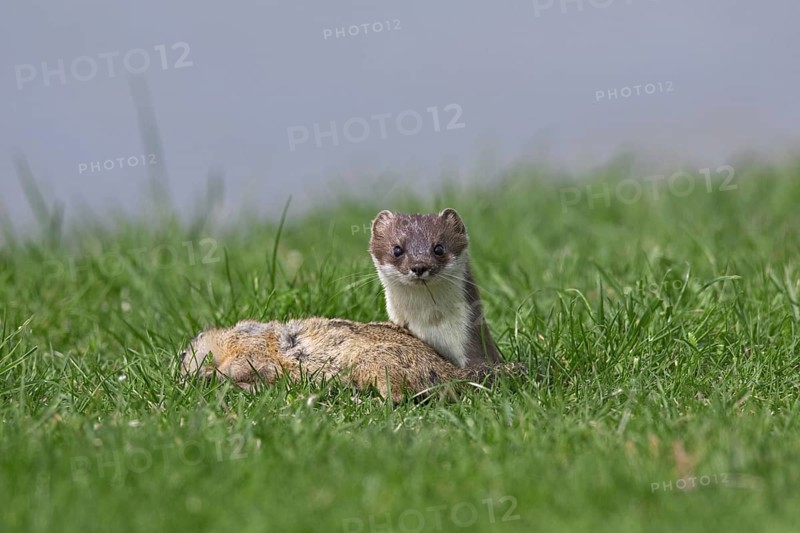 European Stoat, Ermine (Mustela erminea) with killed European Ground Squirrel (Citellus citellus), Austria, Europe