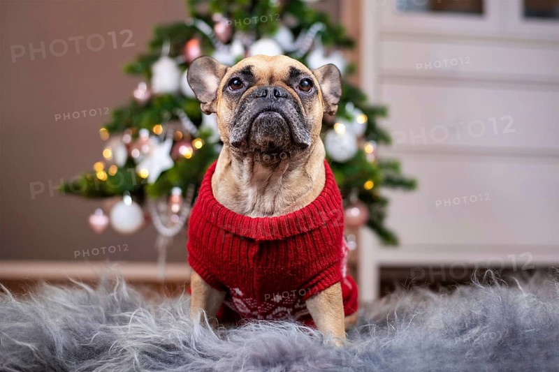 French Bulldog dog wearing a red knitted Christmas sweater sitting on fur blanket in front of pink and white decorated Christmas tree in blurry background