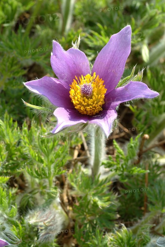 Common pasque flower (Pulsatilla) vulgaris, also known as common pasque flower, pasque flower or cow pasque flower was already valued by Hippocrates for its effect as a medicinal plant, namely for colds, headaches, anxiety, hysteria as well as for promoting menstruation