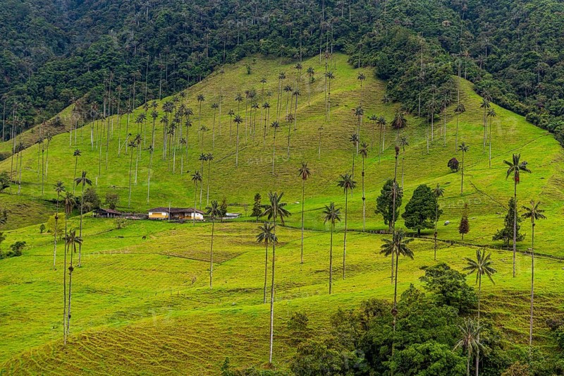 Wax palms largest palms in the world, Cocora valley, Unesco site coffee cultural landscape, Salento, Colombia, South America