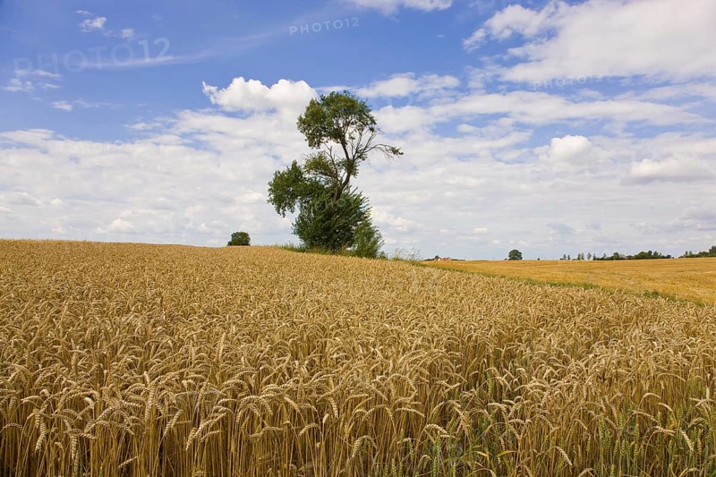Rye field near Roßwein