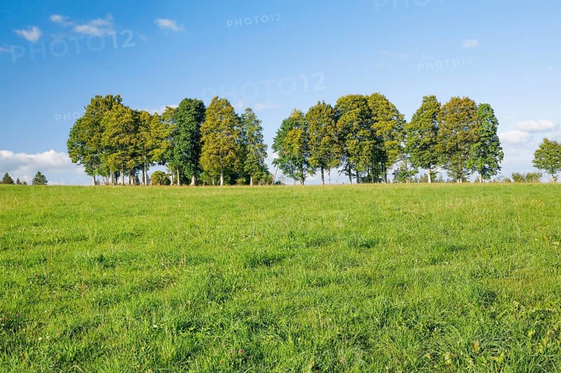 Row of beech trees in the Neuchâtel Jura, Canton Neuchâtel, Switzerland, Europe