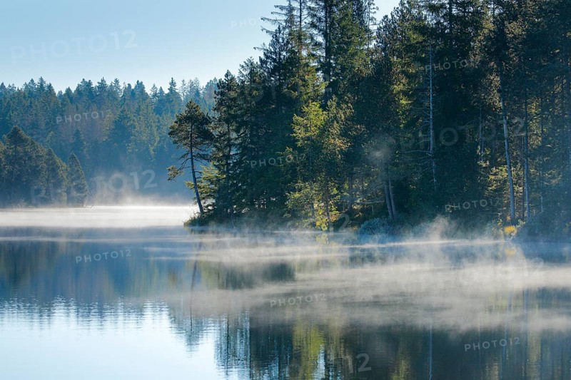 Pines and spruces line the shore of the mirror-smooth Étang de la Gruère moorland lake covered in mist in the canton of Jura, Switzerland, Europe