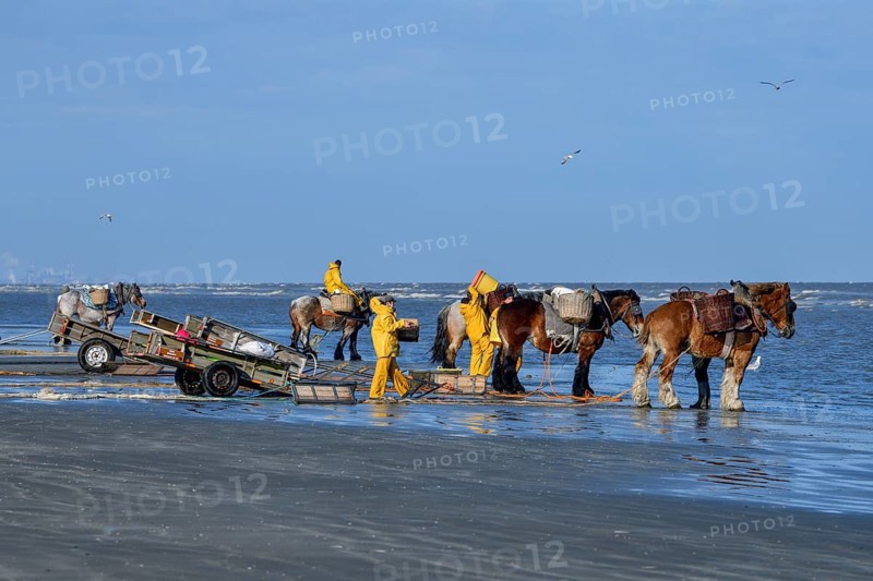 Horse fishermen catching Brown shrimp (Crangon crangon), Koksijde, North Sea coast, province of West Flanders, Belgium, Europe