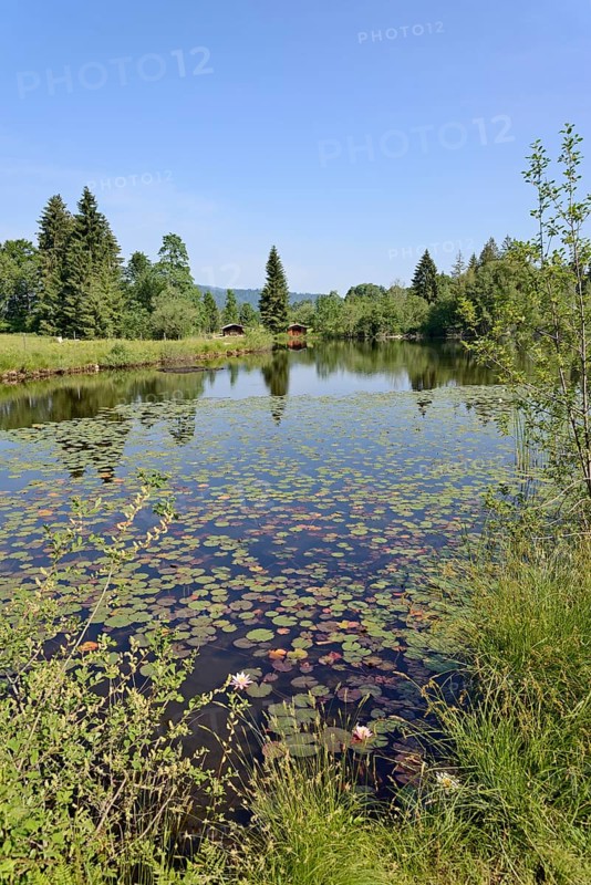 Marsh pond, idyllic lake with water lilies, Oberstdorf, Allgäu Alps, Allgäu, Bavaria, Germany, Europe