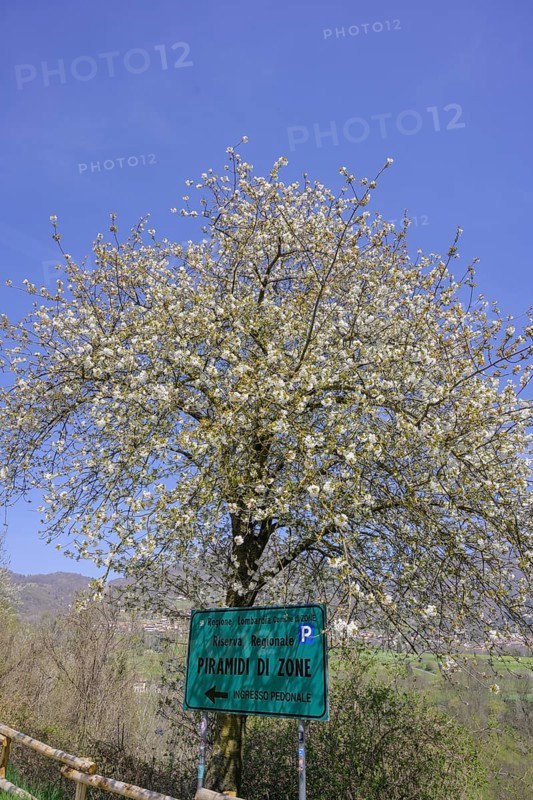 Flowering fruit tree and signpost on the path to the Earth Pyramids, Zone, Province of Brescia, Italy, Europe