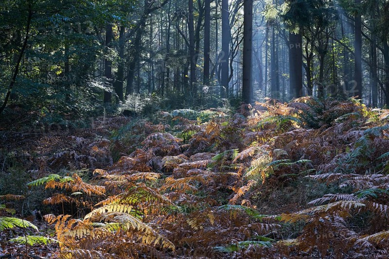 Bracken (Pteridium aquilinum) in common beech (Fagus sylvatica), Emsland, Lower Saxony, Germany, Europe