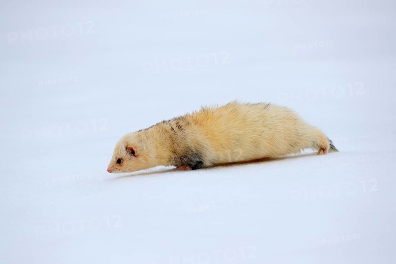 Ferret (Mustela putorius furo), adult, albino, in winter, in the snow, Bohemian Forest, Czech Republic, Europe