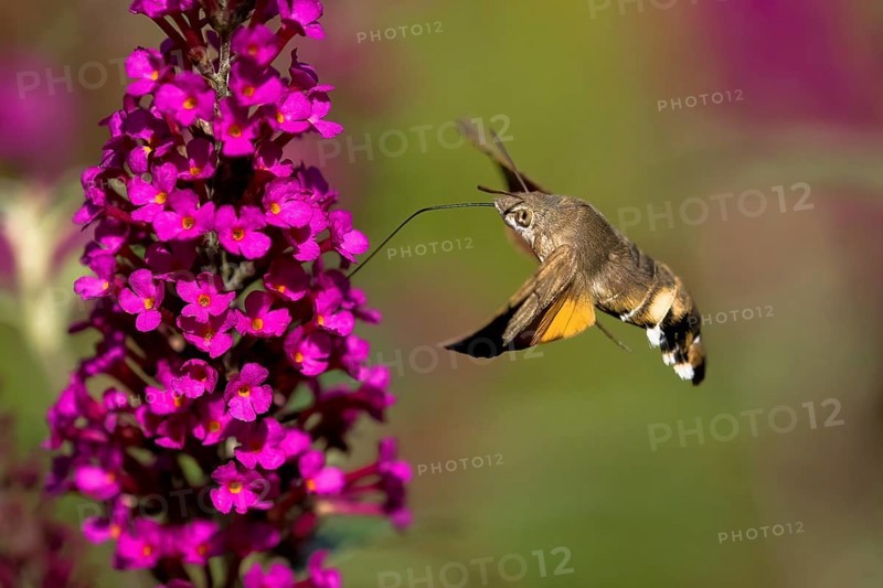 Hummingbird hawk-moth (Macroglossum stellatarum), flying, sucking nectar on flower of butterfly-bush (Buddleja davidii), Hesse, Germany, Europe