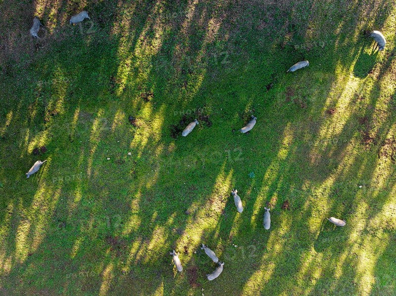 Grazing pigs in the Sierra de Aracena, aerial view, drone shot, Huelva province, Andalusia, Spain, Europe