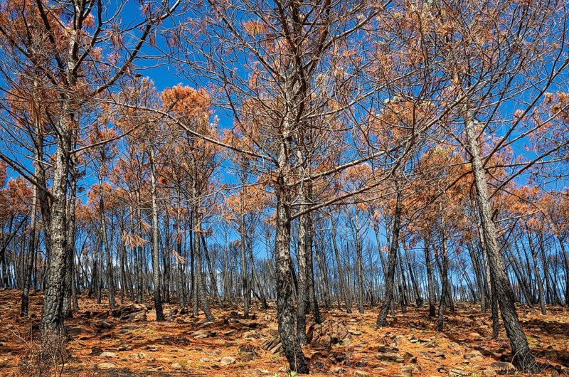 Burned Stone or Umbrella Pines (Pinus pinea) after a forest fire, Sierra Bermeja, Málaga Province, Andalusia, Spain, Europe