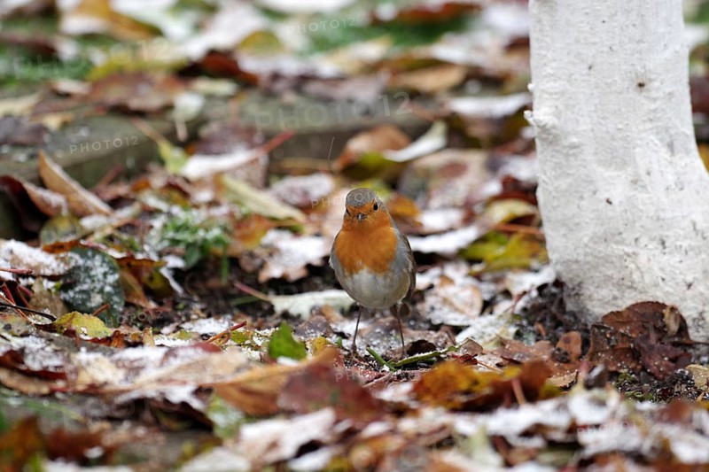European robin (Erithacus rubecula), songbird, autumn, leaves, coloured, Germany, The plumage of the robin adapts very well to the colours of the autumn leaves, Europe