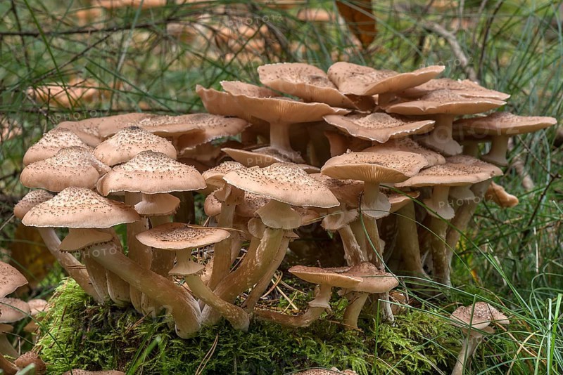 Blusher (Amanita rubescens) in mixed forest, Franconia, Bavaria, Germany, Europe