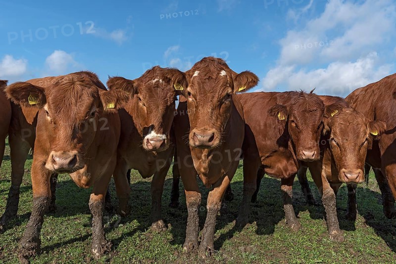 Buntscheck cows on pasture, Franconia, Bavaria, Germany, Europe