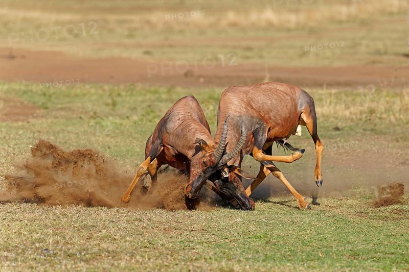 Fight between two Topi lei antelope bulls, Maasai Mara Game Reserve, Kenya, Africa