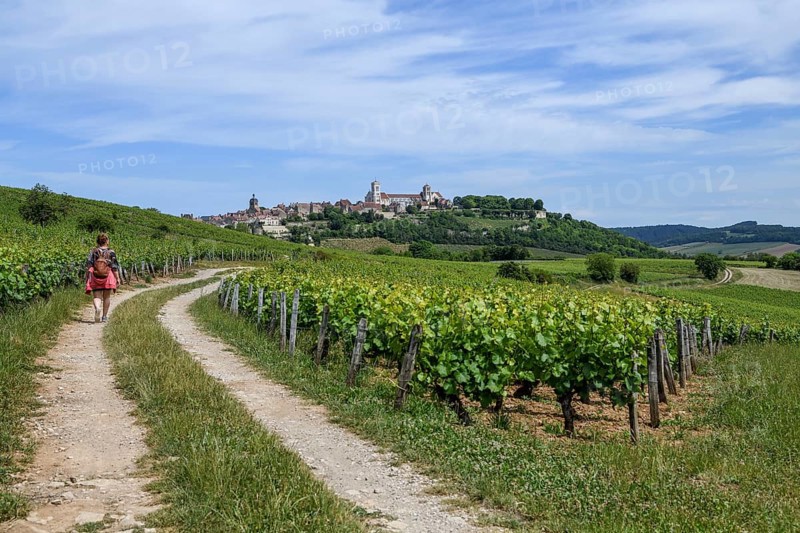Hikers on the way to Vézelay, Yonne department, Bourgogne-Franche-Comté region, Burgundy, France, Europe