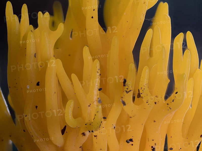 Golden yellow coral (Ramaria aurea) Structure of the fungus, North Rhine-Westphalia, Germany, Europe