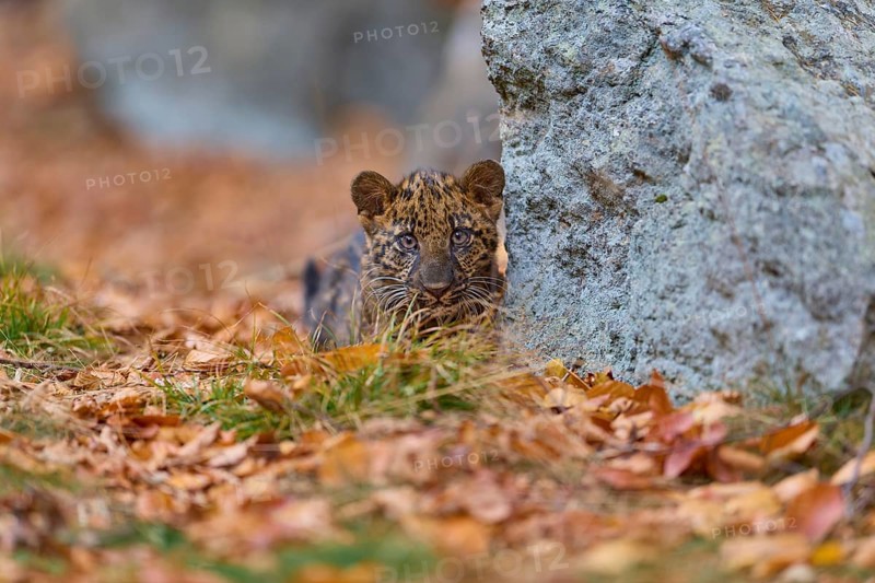 Indian leopard (Panthera pardus fusca), young animal in forest