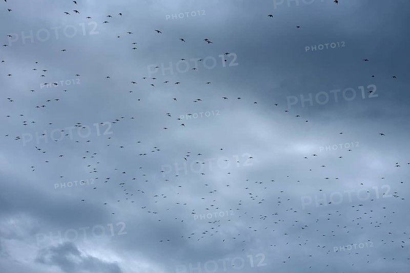 Common starling (Sturnus vulgaris) gather to fly south, grey cloudy sky, Franconia, Bavaria, Germany, Europe