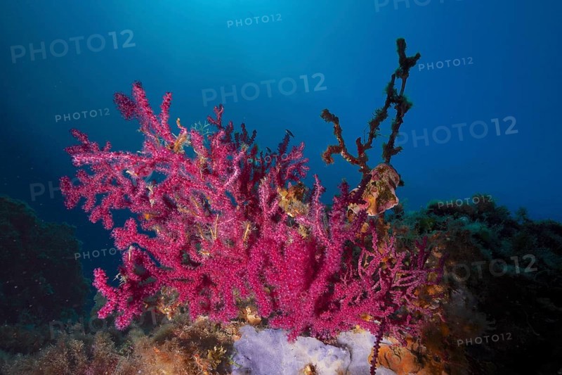 Violescent sea-whip (Paramuricea clavata) with open polyps in the Mediterranean near Hyères. Dive site Giens Peninsula, Côte dAzur, France, Europe