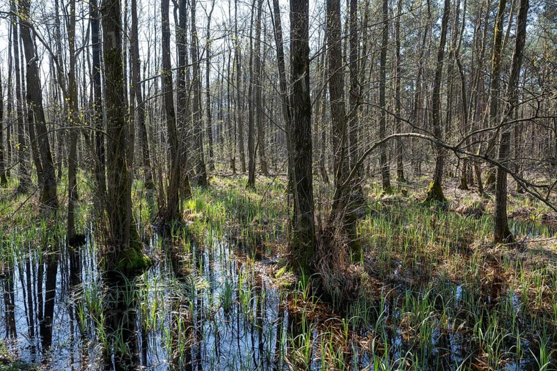 Alder scrub forest, black alders (Alnus glutinosa) in spring, Lower Saxony, Germany, Europe