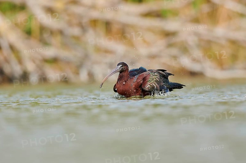 Glossy ibis (Plegadis falcinellus) cleaning its feathers in the water, Camargue, France, Europe