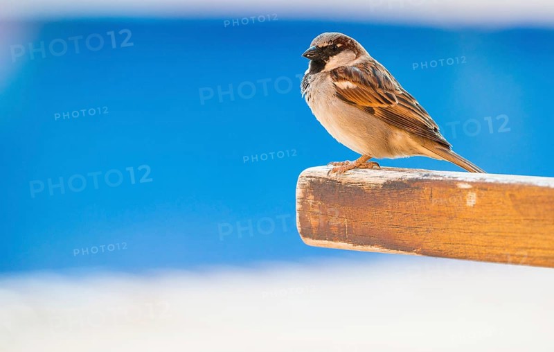 House sparrow (Passer domesticus) or sparrow or house sparrow, male, sitting on a wooden sun lounger, the blue of a pool in the background, cultural successor, Peguera or Paguera, Majorca, Balearic Islands, Spain, Europe