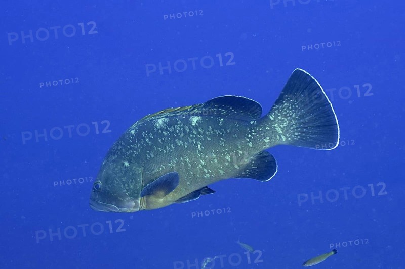Dusky grouper (Epinephelus marginatus) (Mycteroperca marginatus) in the Mediterranean Sea near Hyères. Dive site Giens Peninsula, Côte dAzur, France, Europe