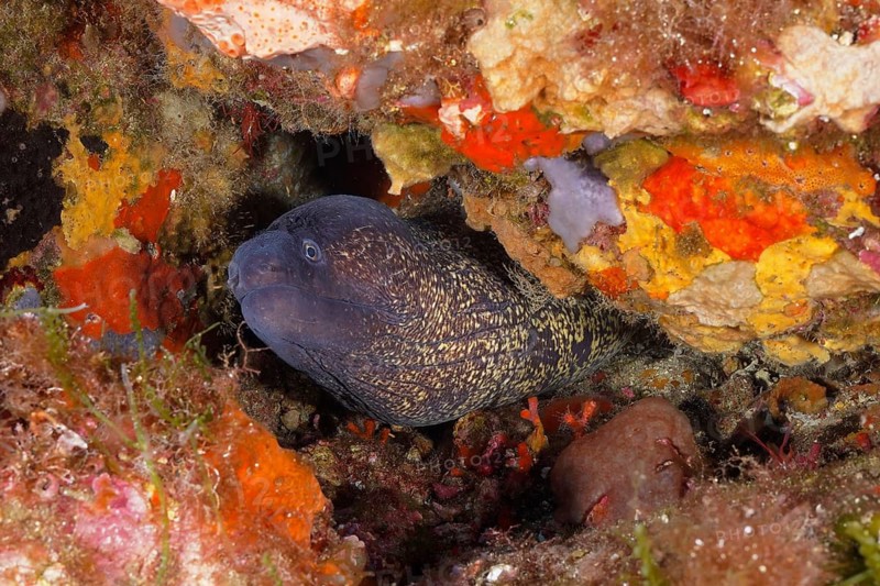 Mediterranean moray (Muraena helena) in the Mediterranean Sea near Hyères. Dive site marine reserve Port Cros, Côte d'Azur, France, Europe
