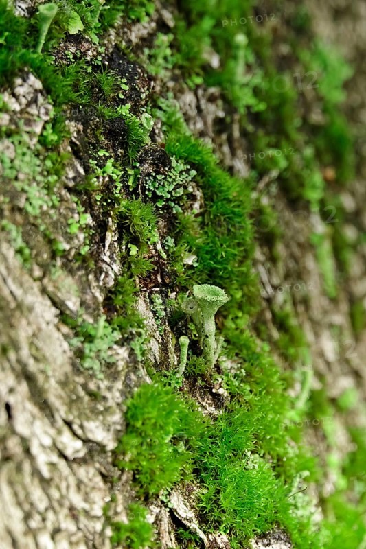 Cup lichen (Cladonia Fimbriata), forest, October, Saxony, Germany, Europe
