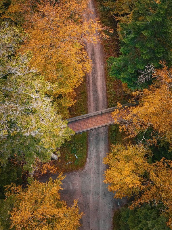 Aerial view bridge of the treetop walk in autumn forest, Sommerberg, Black Forest, Bad Wildbad, Germany, Europe