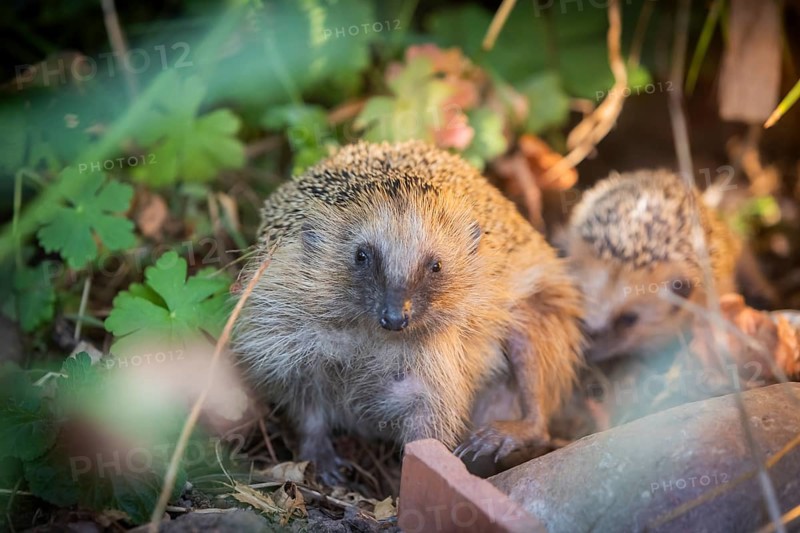 Hedgehog mother with young in the living environment of humans. A near-natural garden is a good habitat for hedgehogs, young hedgehogs can also be fed to give them a better chance of survival for hibernation, Bannewitz, Saxony, Germany, Europe