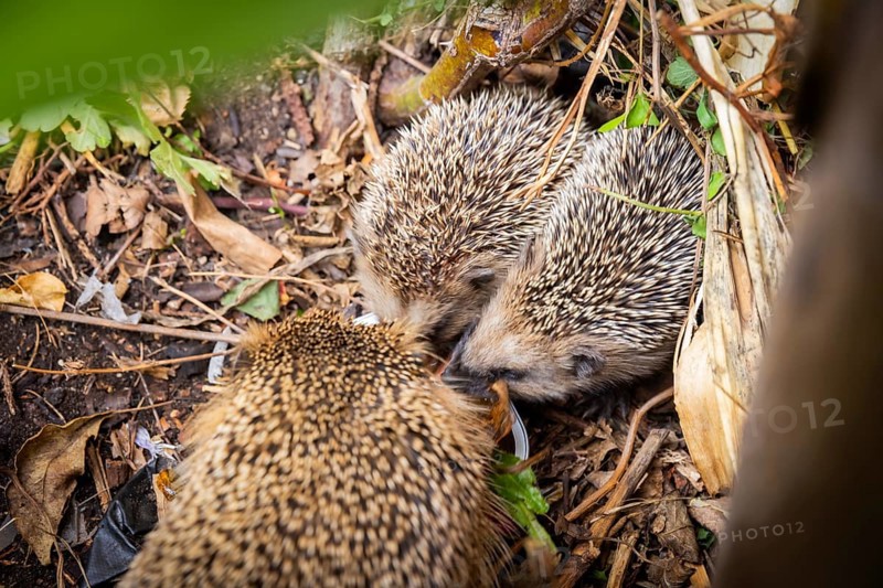 Hedgehog mother with young in the living environment of humans. A near-natural garden is a good habitat for hedgehogs, young hedgehogs can also be fed to give them a better chance of survival for hibernation, Bannewitz, Saxony, Germany, Europe