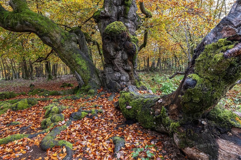 Ancient copper beech (Fagus sylvatica), Hutebuche, Hutewald Halloh, Hesse, Germany, Europe