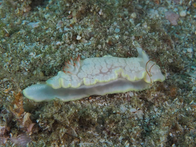 Star snail (Ardeadoris undaurum), Sodwana Bay National Park dive site, Maputaland Marine Reserve, KwaZulu Natal, South Africa, Africa