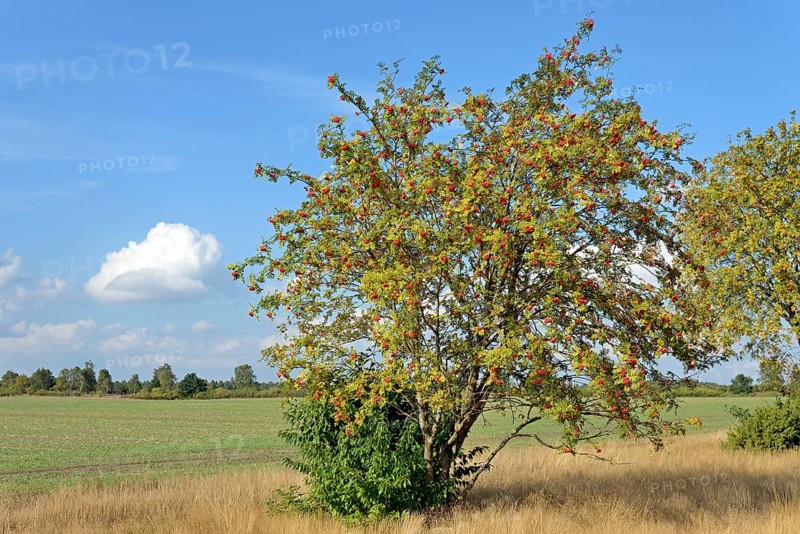 Heath landscape, typical vegetation, european rowan (Sorbus aucuparia) with red fruits at the edge of the flowering common heather (Calluna Vulgaris), blue cloudy sky, Südheide nature park Park, Lüneburg Heath, Lower Saxony