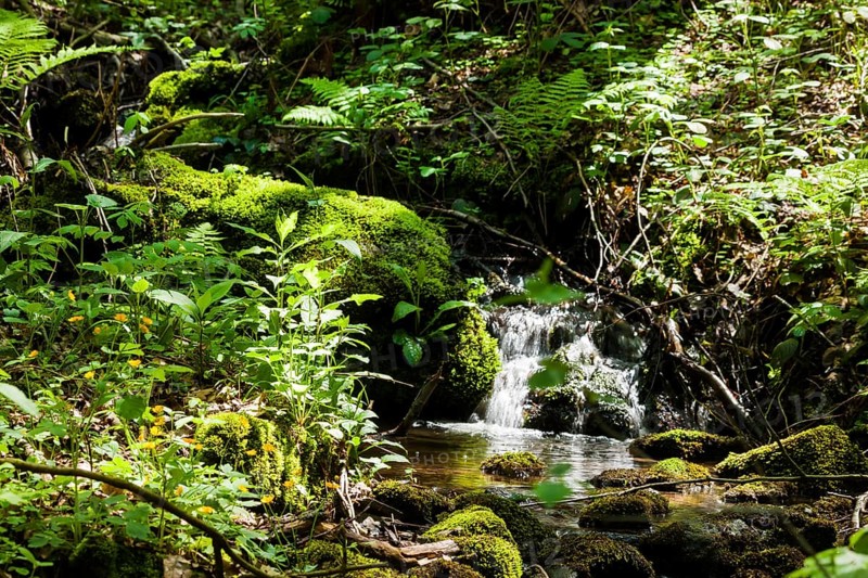 The Tharandt Forest, formerly known as the Grillenburg Forest, is a landscape in the centre of Saxony and lies southwest of the forestry town of Tharandt, south of the town of Wilsdruff
