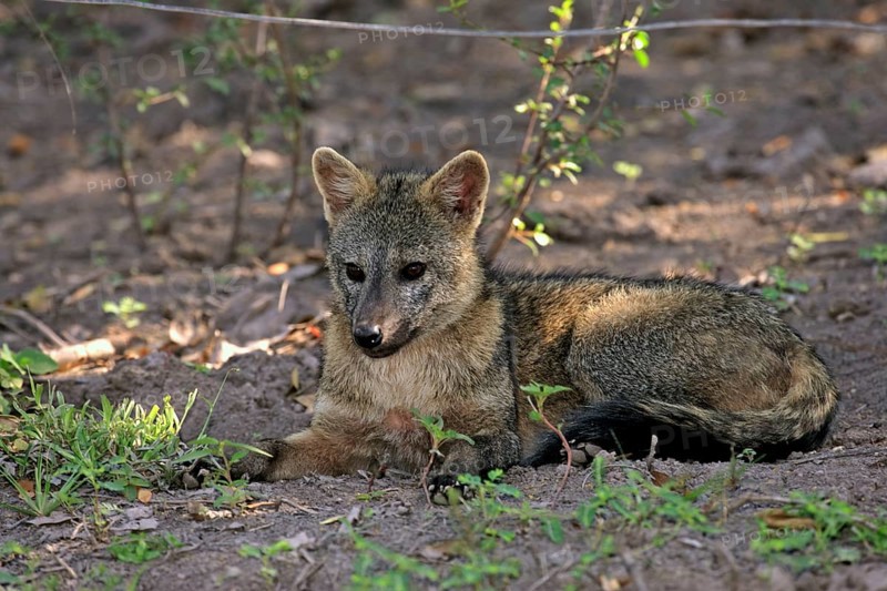 Crab-eating fox (Cerdocyon thous), crab-eating fox (Dusicyon thous), Brazil, South America
