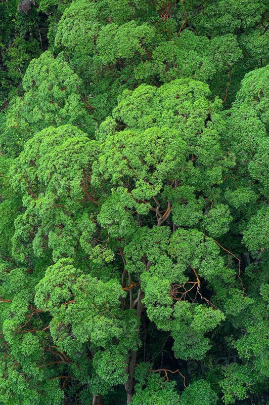 Eucalyptus trees (Eycalyptus), tree, tropics, plant, flora, jungle, nature, Nightcap National Park, Queensland, Australia, Oceania