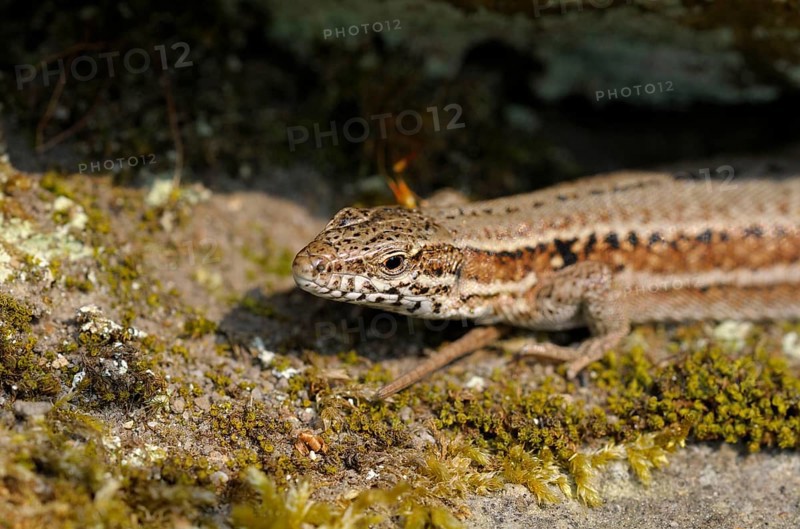 Common wall lizard (Podarcis muralis), North Rhine-Westphalia (Lacerta muralis), wall lizard, lizard, Germany, Europe