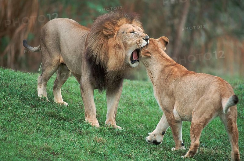 Lions (Panthera leo), pair