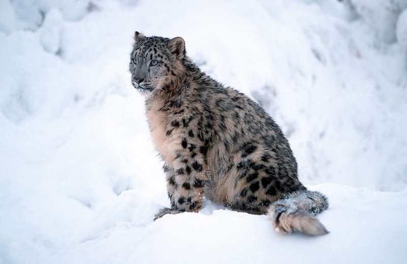 Snow Leopard (Panthera unica) (Unica unica), Schneeleopard, seitlich, side, Schnee