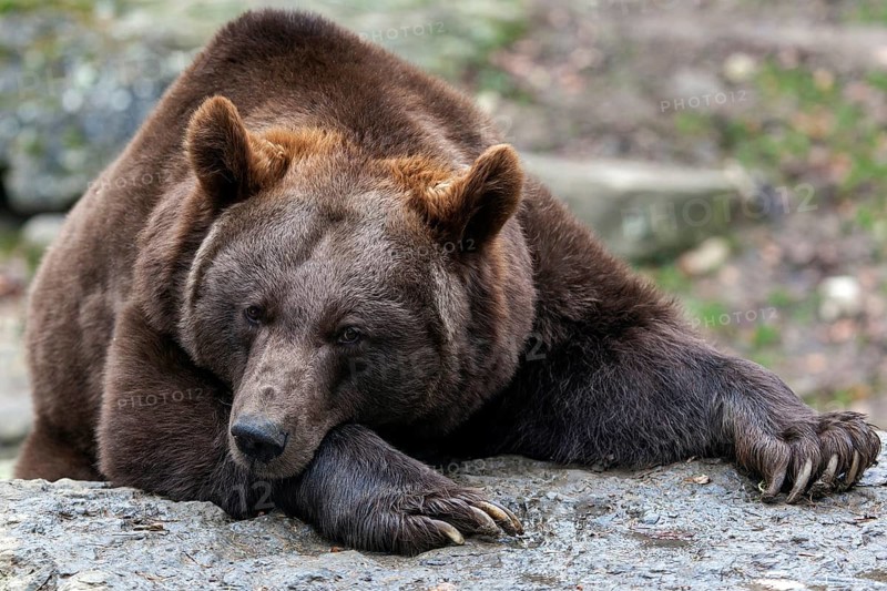 Brown bear (Ursus arctos), captive, Bad Mergentheim Wildlife Park, Baden-Württemberg, Germany, Europe