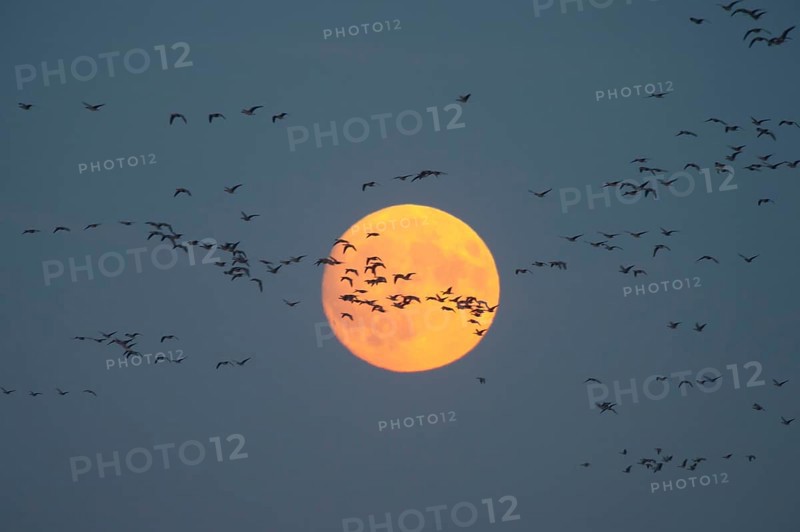 Greylag Goose (Anser anser) l, autumn bird migration, flock of geese in front of ember moon, Mecklenburg-Western Pomerania, Germany, Europe