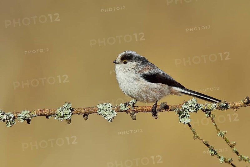 Long-tailed tit (Aegithalos caudatus), sitting on a branch covered with moss, North Rhine-Westphalia, Germany, Europe